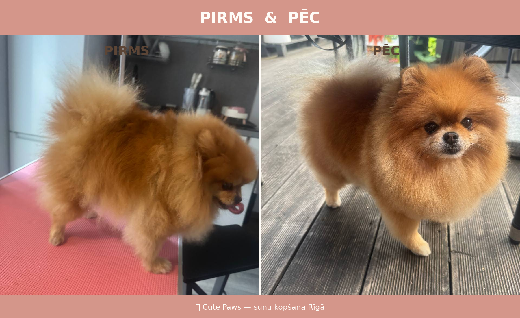Pomeranieša pirms un pēc — 2. variants