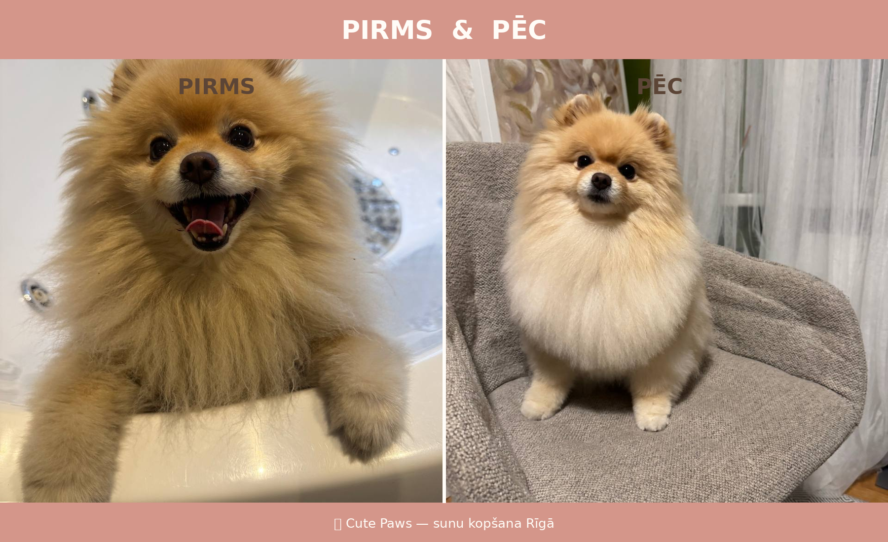 Pomeranieša pirms un pēc — vanna un krēsls
