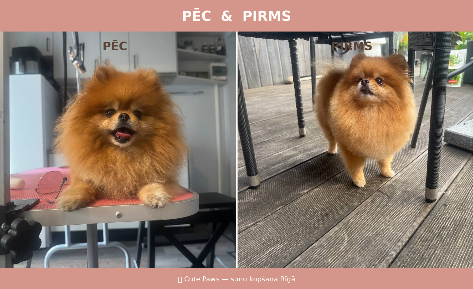Pomeranieša pirms un pēc — Cute Paws